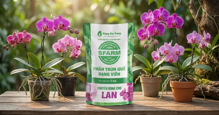 Hướng Dẫn Chi Tiết Cách Trồng Lại & Chăm Sóc Lan Hồ Điệp Sau Khi Ra Hoa: Quy Trình Chuẩn Từ Cắt Ngồng, Xử Lý Rễ Đến Bón Phân Giúp Nhanh Ra Hoa Lại Hướng Dẫn Chi Tiết Cách Trồng Lại & Chăm Sóc Lan Hồ Điệp Sau Khi Ra Hoa: Quy Trình Chuẩn Từ Cắt Ngồng, Xử Lý Rễ Đến Bón Phân Giúp Nhanh Ra Hoa Lại