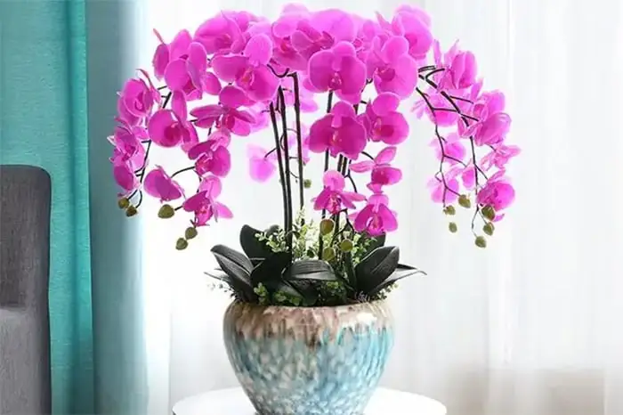 Cách Trồng Lan Hồ Điệp Trong Nước: Hướng Dẫn Thủy Canh Cho Người Mới Cách Trồng Lan Hồ Điệp Trong Nước: Hướng Dẫn Thủy Canh Cho Người Mới