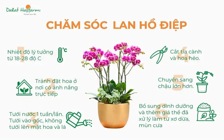 Cách Trồng Lan Hồ Điệp Trong Nước: Hướng Dẫn Thủy Canh Cho Người Mới Cách Trồng Lan Hồ Điệp Trong Nước: Hướng Dẫn Thủy Canh Cho Người Mới