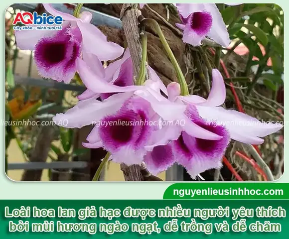 Hướng Dẫn Trồng Lan Hoàng Phi Hạc Vào Chậu Tại Nhà Và Cách Chăm Sóc Hướng Dẫn Trồng Lan Hoàng Phi Hạc Vào Chậu Tại Nhà Và Cách Chăm Sóc