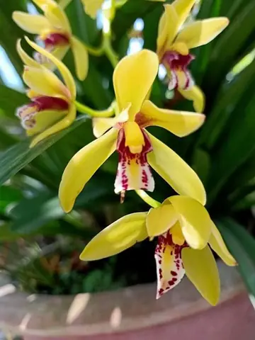 Cách Trồng Lan Hoàng Tử Áo Đỏ Ra Hoa Đẹp Cho Người Mới
