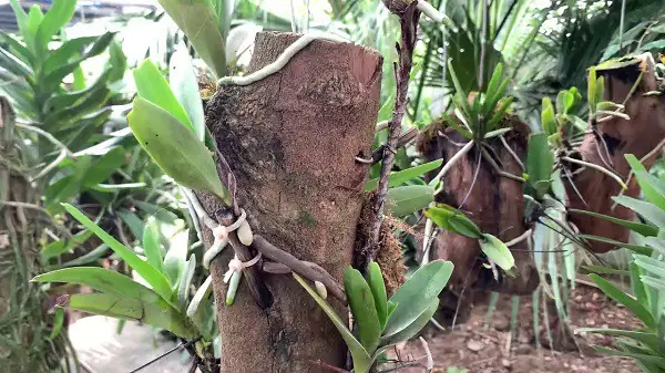 Cách Trồng Và Chăm Sóc Lan Hoàng Nhạn (hồng Nhạn) Tại Nhà Cách Trồng Và Chăm Sóc Lan Hoàng Nhạn (hồng Nhạn) Tại Nhà