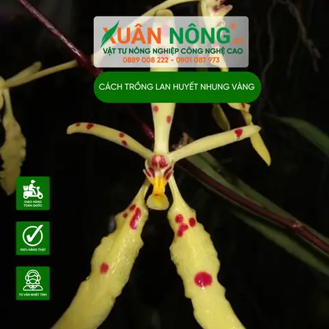 Cách Trồng Lan Huyết Nhung Tại Nhà: Chọn Giá Thể, Chăm Sóc Và Kích Hoa Cách Trồng Lan Huyết Nhung Tại Nhà: Chọn Giá Thể, Chăm Sóc Và Kích Hoa