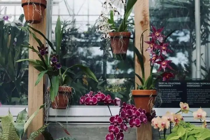 Cách Trồng Lan Kiếm Cho Người Mới: Từ Chọn Cây, Chọn Chậu Đến Khi Ra Hoa Đều Cách Trồng Lan Kiếm Cho Người Mới: Từ Chọn Cây, Chọn Chậu Đến Khi Ra Hoa Đều