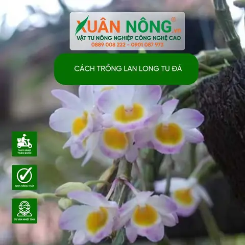 Cách Trồng Lan Lọng Cho Người Mới: Chọn Giá Thể, Ghép Gỗ Và Chăm Sóc