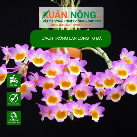 Cách Trồng Lan Lọng Cho Người Mới: Chọn Giá Thể, Ghép Gỗ Và Chăm Sóc