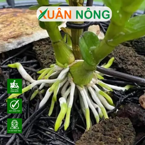 Cách Trồng Lan Nhanh Ra Rễ: Hướng Dẫn Kích Rễ Cho Người Mới