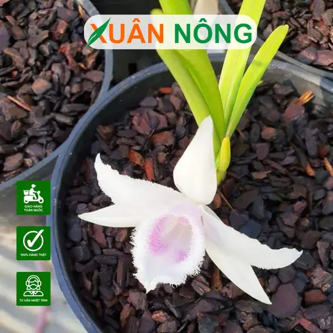 Cách Trồng Lan Nhanh Ra Rễ: Hướng Dẫn Kích Rễ Cho Người Mới