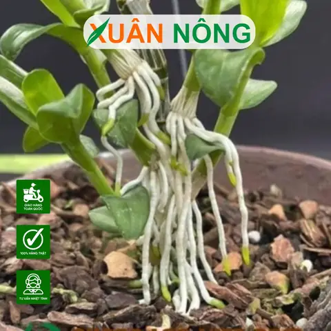 Cách Trồng Lan Nhanh Ra Rễ: Hướng Dẫn Kích Rễ Cho Người Mới