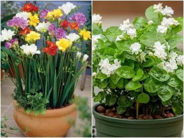 Hướng Dẫn Cách Trồng Lan Ý Thủy Sinh (trong Nước) Bền Khỏe, Nở Hoa Quanh Năm Cho Người Mới Bắt Đầu Hướng Dẫn Cách Trồng Lan Ý Thủy Sinh (trong Nước) Bền Khỏe, Nở Hoa Quanh Năm Cho Người Mới Bắt Đầu