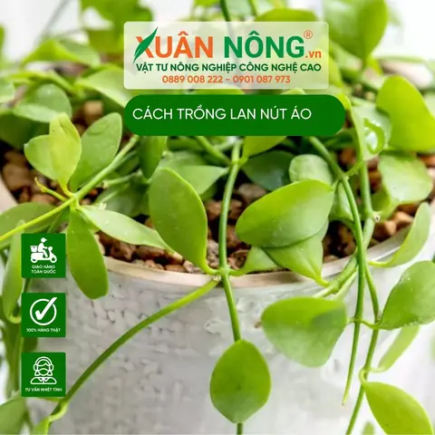 Cách Trồng Lan Nút Áo Cho Người Mới: Ánh Sáng, Giá Thể, Tưới Nước Và Chăm Sóc