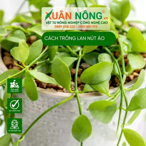 Cách Trồng Lan Nút Áo Cho Người Mới: Ánh Sáng, Giá Thể, Tưới Nước Và Chăm Sóc