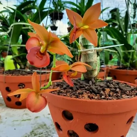 Cách Trồng Lan Ống Điếu Ra Hoa: Hướng Dẫn Chăm Sóc Từ A–Z Cách Trồng Lan Ống Điếu Ra Hoa: Hướng Dẫn Chăm Sóc Từ A–Z
