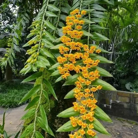 Cách Trồng Lan Ống Điếu Ra Hoa: Hướng Dẫn Chăm Sóc Từ A–Z Cách Trồng Lan Ống Điếu Ra Hoa: Hướng Dẫn Chăm Sóc Từ A–Z