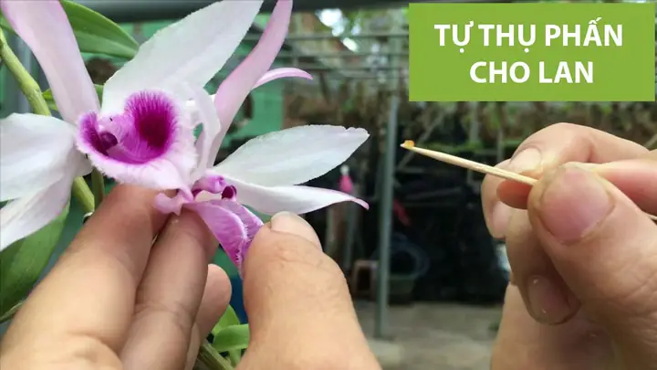 Cách Trồng Lan Phi Điệp Gieo Hạt Vào Chậu: Từ Cây Con Đến Ra Hoa Cách Trồng Lan Phi Điệp Gieo Hạt Vào Chậu: Từ Cây Con Đến Ra Hoa