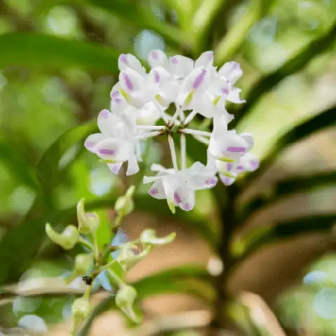 Hướng Dẫn Cách Trồng Lan Quế Vào Chậu Chuẩn Kỹ Thuật: Từ Chọn Chậu, Giá Thể Đến Chăm Sóc Cây Khỏe, Ra Hoa Đều Mùa