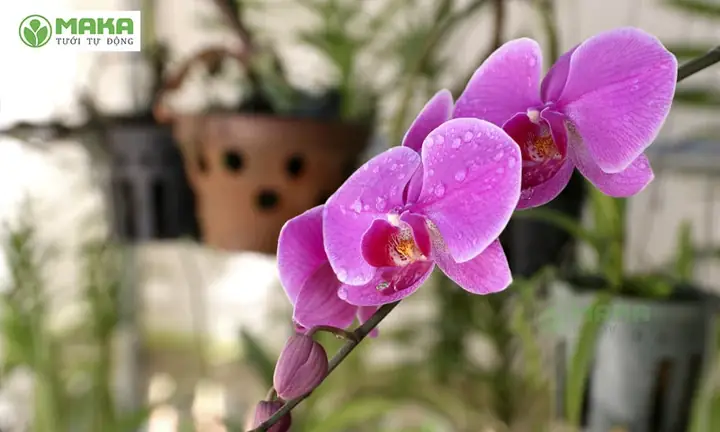 Cách Trồng Lan Ra Hoa: Hướng Dẫn Kích Hoa Nhiều, Đều Cho Người Mới