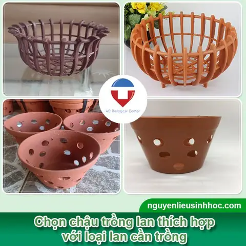 Cách Trồng Lan Rừng Bằng Xơ Dừa: Quy Trình Và Cách Chăm Sóc Cho Người Mới