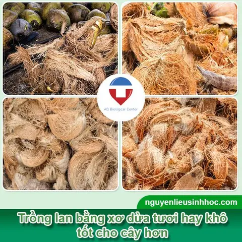 Cách Trồng Lan Rừng Bằng Xơ Dừa: Quy Trình Và Cách Chăm Sóc Cho Người Mới