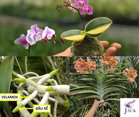 Cách Trồng Lan Trong Chậu Nhựa Cho Người Mới: Chọn Chậu, Giá Thể Và Chăm Sóc Để Ra Hoa Cách Trồng Lan Trong Chậu Nhựa Cho Người Mới: Chọn Chậu, Giá Thể Và Chăm Sóc Để Ra Hoa