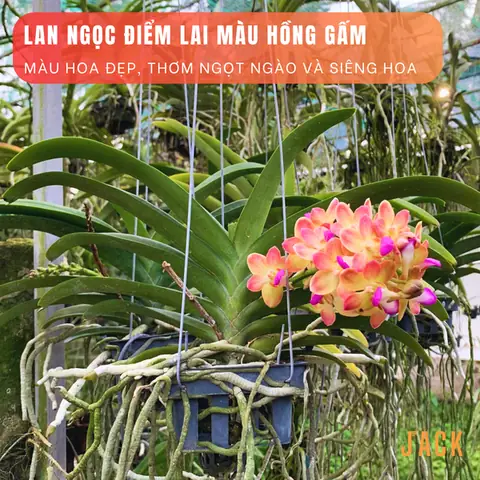 Cách Trồng Lan Trong Chậu Nhựa Cho Người Mới: Chọn Chậu, Giá Thể Và Chăm Sóc Để Ra Hoa Cách Trồng Lan Trong Chậu Nhựa Cho Người Mới: Chọn Chậu, Giá Thể Và Chăm Sóc Để Ra Hoa