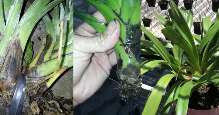 Cách Trồng Lan Xích Ngọc (cymbidium Dayanum) Cho Người Mới