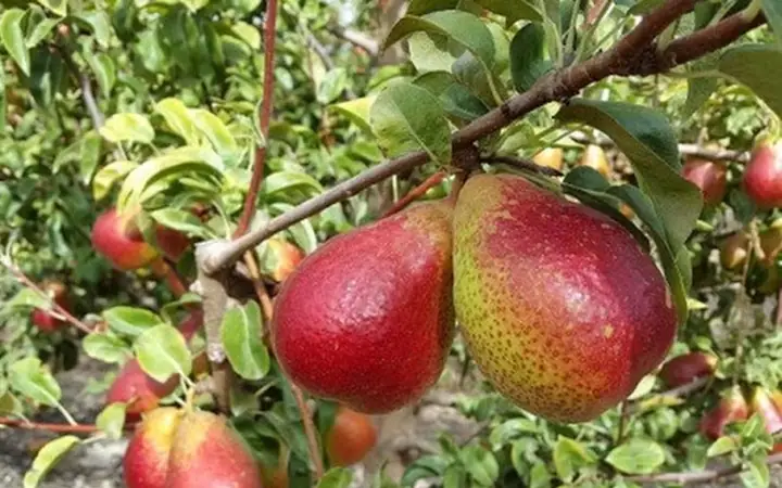 Cách Trồng Và Chăm Sóc Cây Lê Nam Phi (lê Đỏ) Từ Hạt Đến Thu Hoạch Cách Trồng Và Chăm Sóc Cây Lê Nam Phi (lê Đỏ) Từ Hạt Đến Thu Hoạch