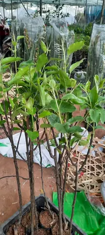 Cách Trồng Và Chăm Sóc Cây Lê Nam Phi (lê Đỏ) Từ Hạt Đến Thu Hoạch Cách Trồng Và Chăm Sóc Cây Lê Nam Phi (lê Đỏ) Từ Hạt Đến Thu Hoạch