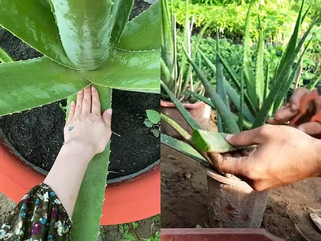Cách Trồng Lô Hội (nha Đam) Từ Lá Tại Nhà: Chuẩn Bị Và Chăm Sóc Cách Trồng Lô Hội (nha Đam) Từ Lá Tại Nhà: Chuẩn Bị Và Chăm Sóc
