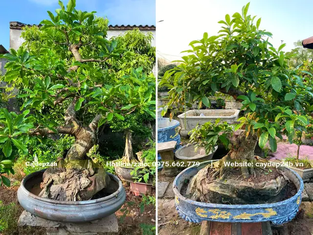 Cách Trồng Lộc Vừng Trên Đá: Hướng Dẫn Chi Tiết Từ Chọn Giống Đến Chăm Sóc