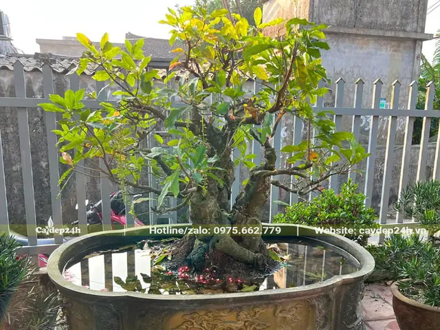 Cách Trồng Lộc Vừng Trên Đá: Hướng Dẫn Chi Tiết Từ Chọn Giống Đến Chăm Sóc