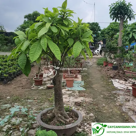 Cách Trồng Lộc Vừng Trên Đá: Hướng Dẫn Chi Tiết Từ Chọn Giống Đến Chăm Sóc