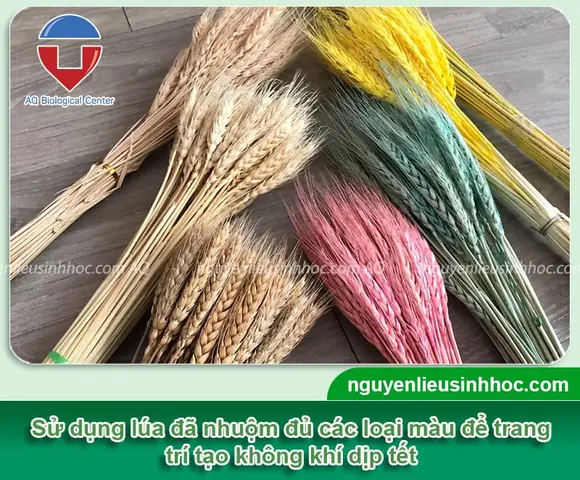 Cách Trồng Lúa Chưng Tết Trong Chậu Tại Nhà: Từ Ngâm Hạt Đến Lúc Trưng Bày Cách Trồng Lúa Chưng Tết Trong Chậu Tại Nhà: Từ Ngâm Hạt Đến Lúc Trưng Bày