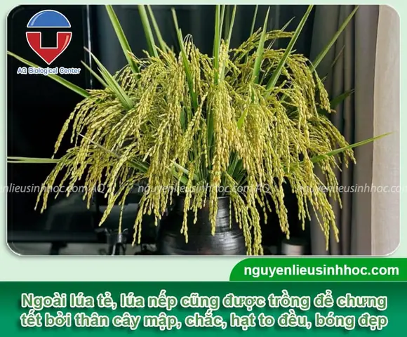 Cách Trồng Lúa Chưng Tết Trong Chậu Tại Nhà: Từ Ngâm Hạt Đến Lúc Trưng Bày Cách Trồng Lúa Chưng Tết Trong Chậu Tại Nhà: Từ Ngâm Hạt Đến Lúc Trưng Bày