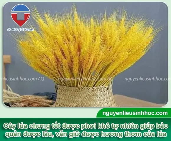 Cách Trồng Lúa Chưng Tết Trong Chậu Tại Nhà: Từ Ngâm Hạt Đến Lúc Trưng Bày Cách Trồng Lúa Chưng Tết Trong Chậu Tại Nhà: Từ Ngâm Hạt Đến Lúc Trưng Bày