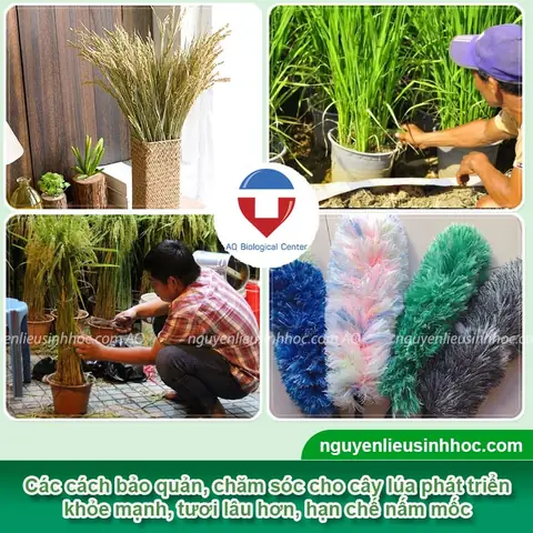 Cách Trồng Lúa Chưng Tết Trong Chậu Tại Nhà: Từ Ngâm Hạt Đến Lúc Trưng Bày Cách Trồng Lúa Chưng Tết Trong Chậu Tại Nhà: Từ Ngâm Hạt Đến Lúc Trưng Bày