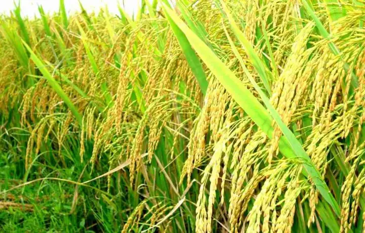 Cách Trồng Lúa Nước Ở Việt Nam Từ Chọn Giống Đến Thu Hoạch Cách Trồng Lúa Nước Ở Việt Nam Từ Chọn Giống Đến Thu Hoạch