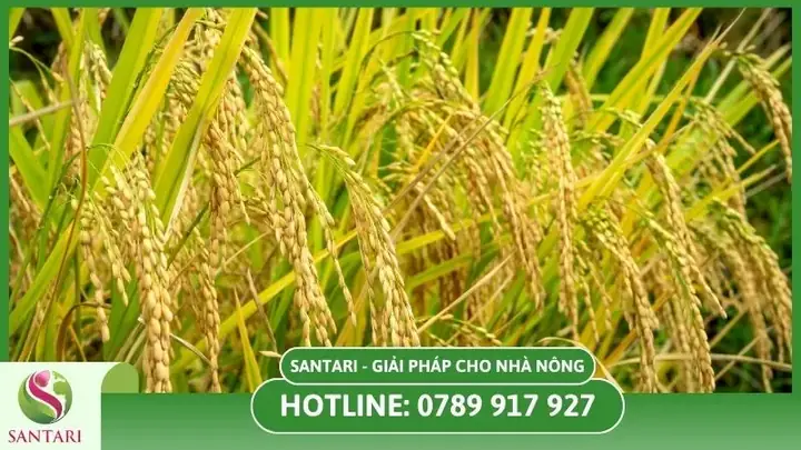 Cách Trồng Lúa Ở Việt Nam: Quy Trình Chi Tiết Từ Chọn Giống Đến Thu Hoạch Cách Trồng Lúa Ở Việt Nam: Quy Trình Chi Tiết Từ Chọn Giống Đến Thu Hoạch