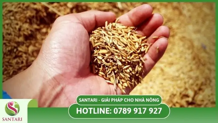 Cách Trồng Lúa Ở Việt Nam: Quy Trình Chi Tiết Từ Chọn Giống Đến Thu Hoạch Cách Trồng Lúa Ở Việt Nam: Quy Trình Chi Tiết Từ Chọn Giống Đến Thu Hoạch