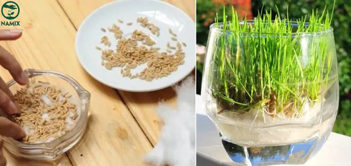 Cách Trồng Lúa Cảnh Trong Chậu Tại Nhà Từ Hạt Gạo