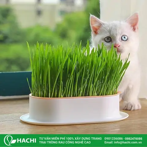 Cách Trồng Lúa Thủy Sinh Tại Nhà: Hướng Dẫn Chi Tiết Từ Hạt Đến Thu Hoạch