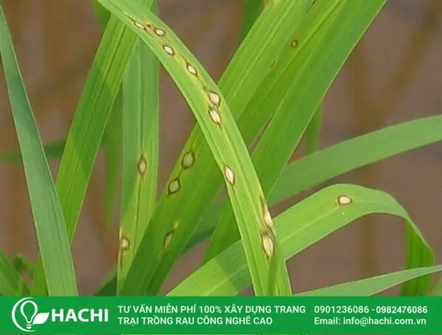 Cách Trồng Lúa Thủy Sinh Tại Nhà: Hướng Dẫn Chi Tiết Từ Hạt Đến Thu Hoạch