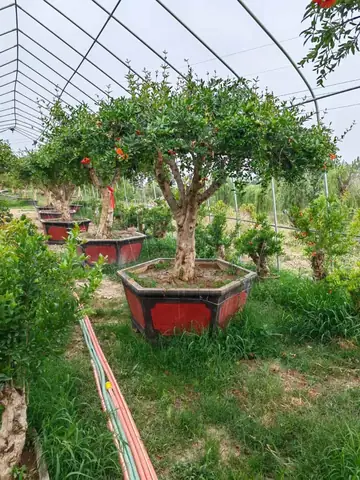 Cách Trồng Lựu Đỏ Lùn Trong Chậu Tại Nhà: Từ Chọn Giống Đến Ra Quả