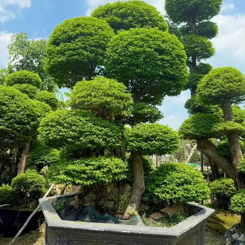 Cách Trồng Lựu Đỏ Lùn Trong Chậu Tại Nhà: Từ Chọn Giống Đến Ra Quả