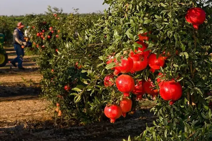 Cách Trồng Lựu Đỏ Lùn Trong Chậu Tại Nhà: Từ Chọn Giống Đến Ra Quả