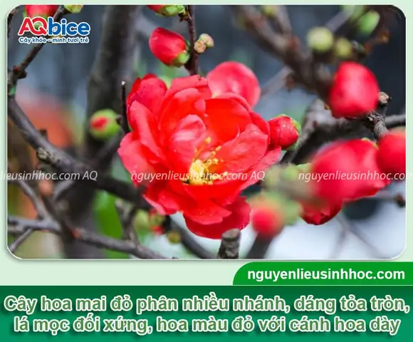 Hướng Dẫn Cách Trồng Mai Đỏ Nhật Bản Từ A-Z: Chọn Giống, Kỹ Thuật Trồng, Chăm Sóc Và Ép Hoa Đúng Tết