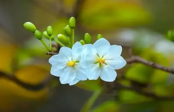 Cách Trồng Mai Tết Nở Đúng Dịp: Hướng Dẫn Chăm Sóc, Lặt Lá Và Ủ Mai