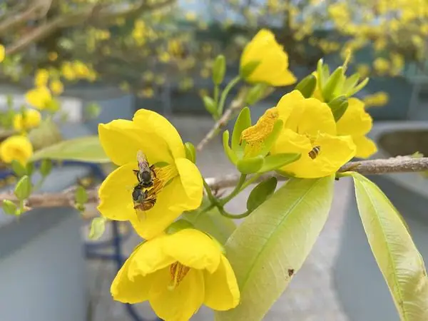 Cách Trồng Mai Tết Nở Đúng Dịp: Hướng Dẫn Chăm Sóc, Lặt Lá Và Ủ Mai