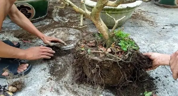 Cách Trồng Mai Vàng Mau Lớn Nhanh: Kích Rễ, Tạo Cành Và Làm Gốc To