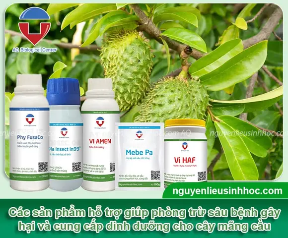 Hướng Dẫn Cách Trồng Mãng Cầu Xiêm Bằng Hạt Từ A-Z: Ươm Nảy Mầm Nhanh, Chăm Sóc Đúng Kỹ Thuật Cho Cây Khỏe, Ra Trái Sớm Hướng Dẫn Cách Trồng Mãng Cầu Xiêm Bằng Hạt Từ A-Z: Ươm Nảy Mầm Nhanh, Chăm Sóc Đúng Kỹ Thuật Cho Cây Khỏe, Ra Trái Sớm